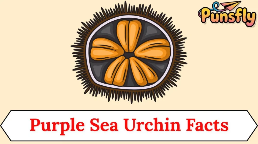 Purple Sea Urchin Facts